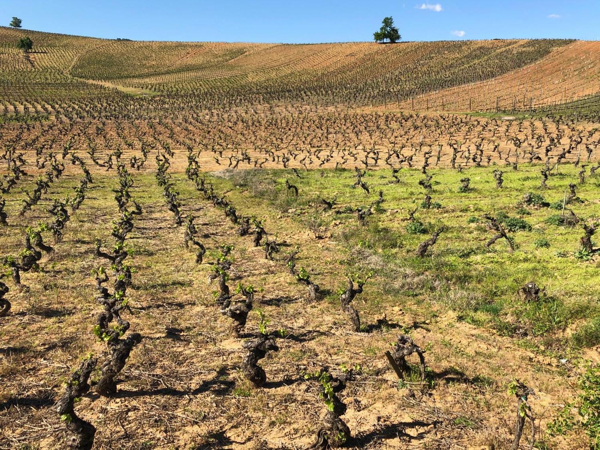 Boutique Finca Esencial Villafranca Del Bierzo Εξωτερικό φωτογραφία